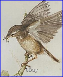 E ANDERSON Ornithological Mixed Media Painting Reed Warbler Bird Feeding Cuckoo