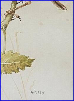 E ANDERSON Ornithological Mixed Media Painting Reed Warbler Bird Feeding Cuckoo