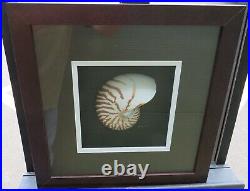 Framed Mounted Chambered Nautilus Shell, Picture Art Signed & Dated