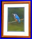 ROB KEEP Ornithological Mixed Media Oil & Watercolour Painting, Kingfisher Bird