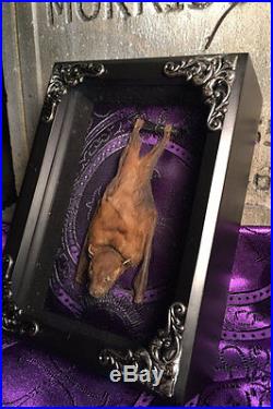 Real Taxidermy Bat, Filigree Frame Accents, Purple Brocade Fabric backing