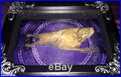 Real Taxidermy Bat, Filigree Frame Accents, Purple Brocade Fabric backing