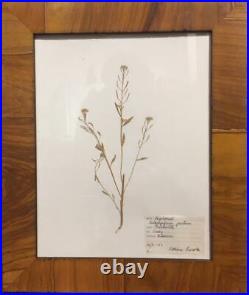 Vintage Pressed Flowers from Sweden framed antique botanical